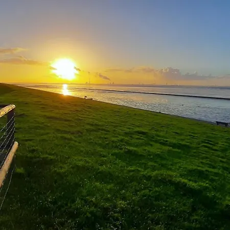 Zwergmoewe Butjadingen